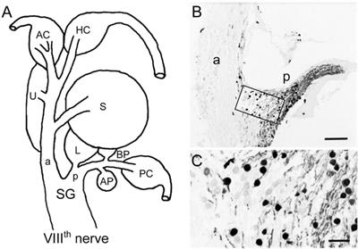 Calretinin Immunoreactivity in the VIIIth Nerve and Inner Ear Endorgans of Ranid Frogs